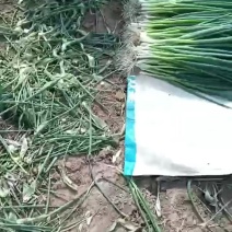 东北小葱