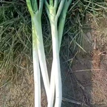 大葱