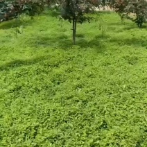 纹党苗子