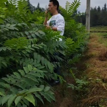 地径两公香椿