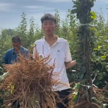 各种品种乔化苗，大量有货，量大优惠