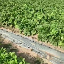 宁夏的义和秋大白菜，包售后！包售后！包售后！
