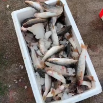 梭鱼