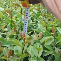 油茶苗