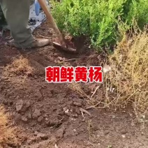 朝鲜小叶黄杨绿篱苗