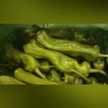 大苏椒