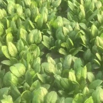 精品大叶波菜大量上市直供平台各大商超