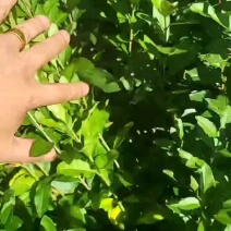 水蜡小苗