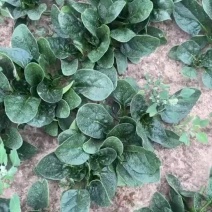 陆地趴地菠菜开始采收，菠菜届的扛把子，