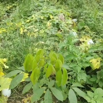 版纳小香冬瓜