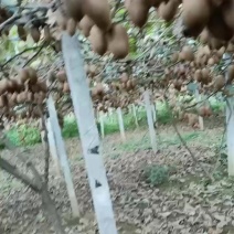猕猴桃次果