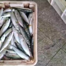 台鲅鱼