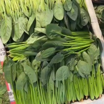 菠菜菠菜