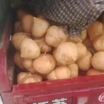 精品果