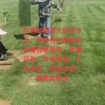 草坪基地，需要的联系