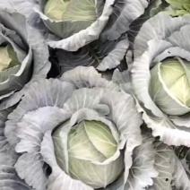 莲花白