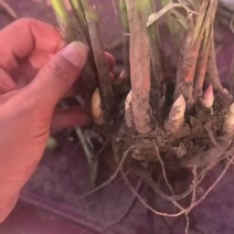 精品白芍芽头