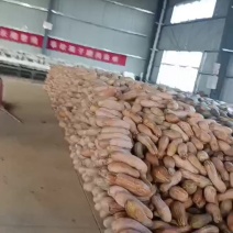 五百亩蜜本南瓜，香糯可口，量大丛优