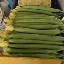 精品鲜花丝瓜市场批发