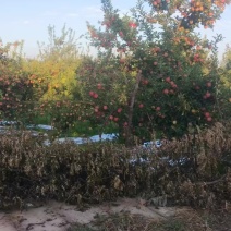 丹香苹果，大量上市有要货的老板们可以联系1803568998