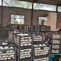 真鲜鹅蛋圆黄散黄鹅蛋供应，厂家量大