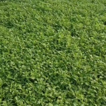 大量茼蒿上市
