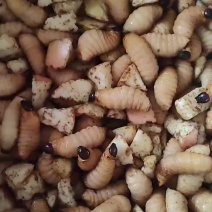 竹虫