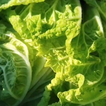 山东白菜
