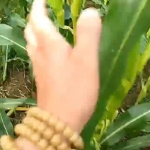 玉米