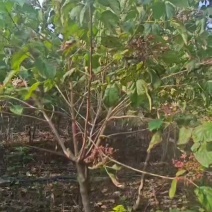 苗圃大量出售3-10公分海州常山