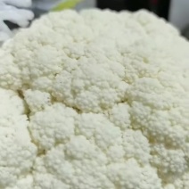 云南精品花菜