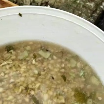 小叶香橙种子