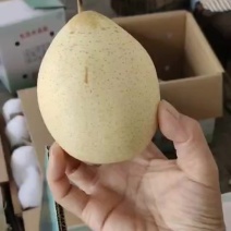 河北鸭梨产地直发，价格低，可对接电商商超视频看货一条龙