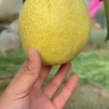 酥梨半斤起步