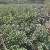 小米辣椒