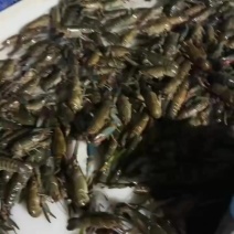自家塘口直发，不欠账就来