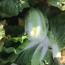 黄心大白菜