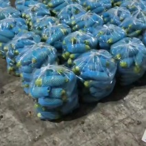 绿皮西葫芦