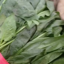 精品菠菜