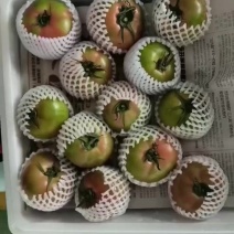 草莓西红柿产地货源充足市场批发零售