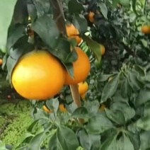 水果