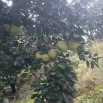 度尾高山老树文旦柚