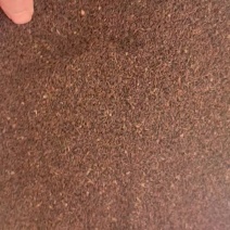 柴胡种子