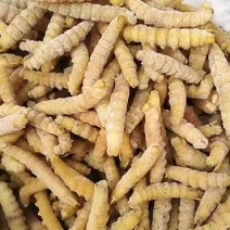 豆虫，豆丹