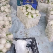圆宝萝卜