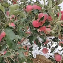 寒富苹果