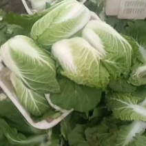 白菜3456.黄心白菜，玲珑黄心，价格不高