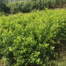 5万土柠檬(牛脚子)嫁接苗出售