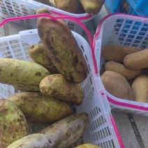 八月瓜鲜果
