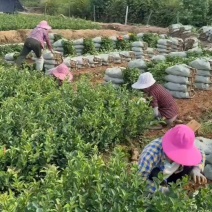 油茶嫁接苗长林系，湘林系，三华系，二年三年五年苗证件迎选
